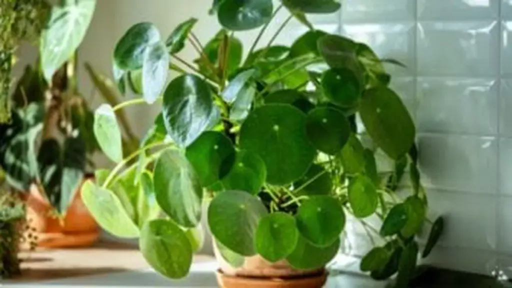 Il Mio Giardino la Mia Casa: 7 Segreti Essenziali per un Giardino Perfetto nel 2026