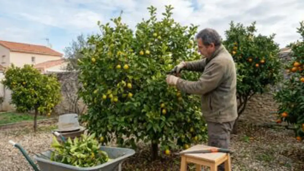 Vasi e Contenitori: 11 Segreti Essenziali per Piante Rigogliose