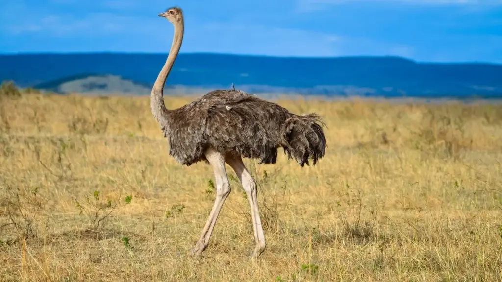Struzzo o nandù, l’uccello gigante avvistato in questa regione francese: il mistero continua da mesi