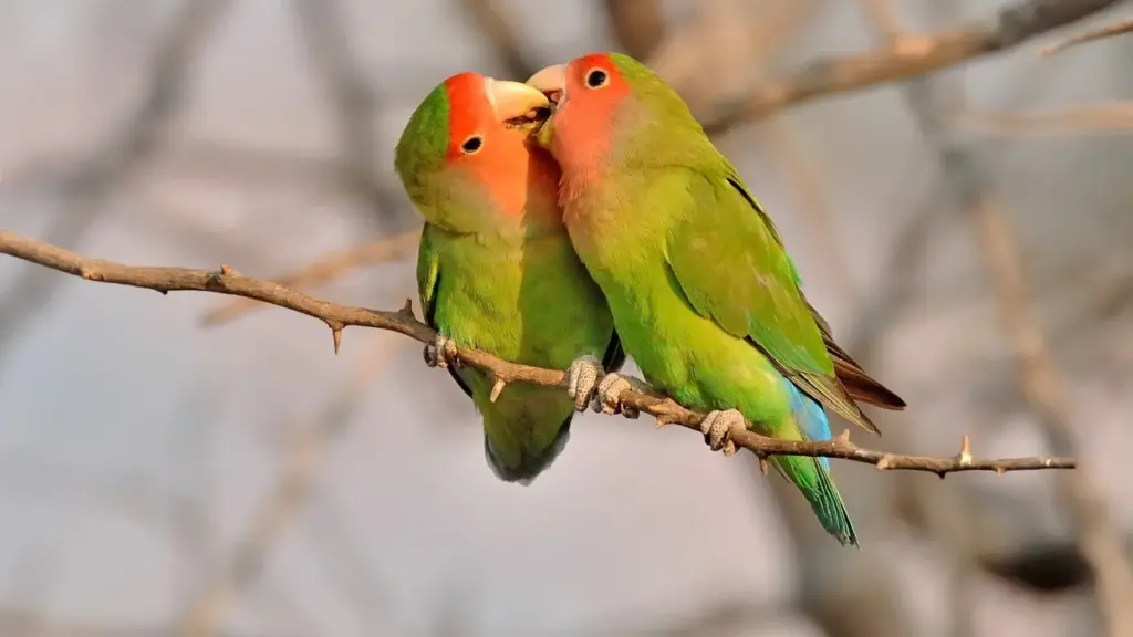Perché Questi Uccellini Non Possono Vivere Senza il Loro Partner