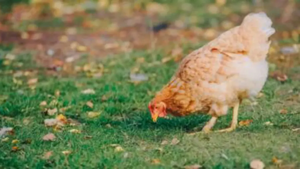 Animali del Giardino: 7 Segreti Sorprendenti per Proteggere Ricci e Fauna Selvatica nel 2026
