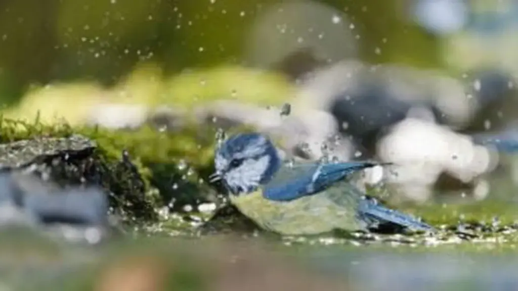 7 Segreti Sorprendenti sugli Uccelli che Trasformeranno il Tuo Giardino