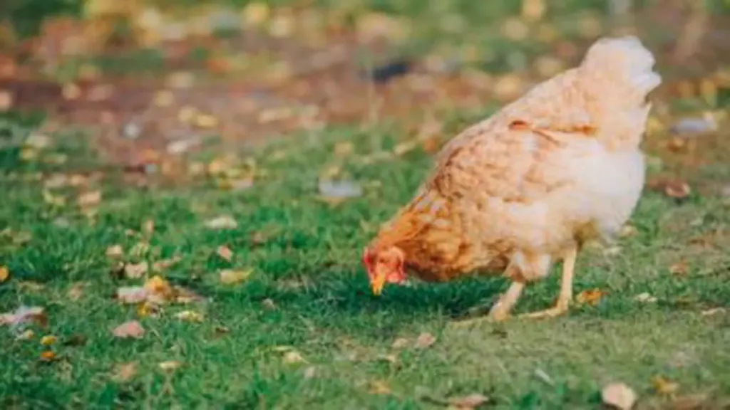Galline: 7 Segreti Essenziali per Aumentare la Produzione di Uova nel 2026