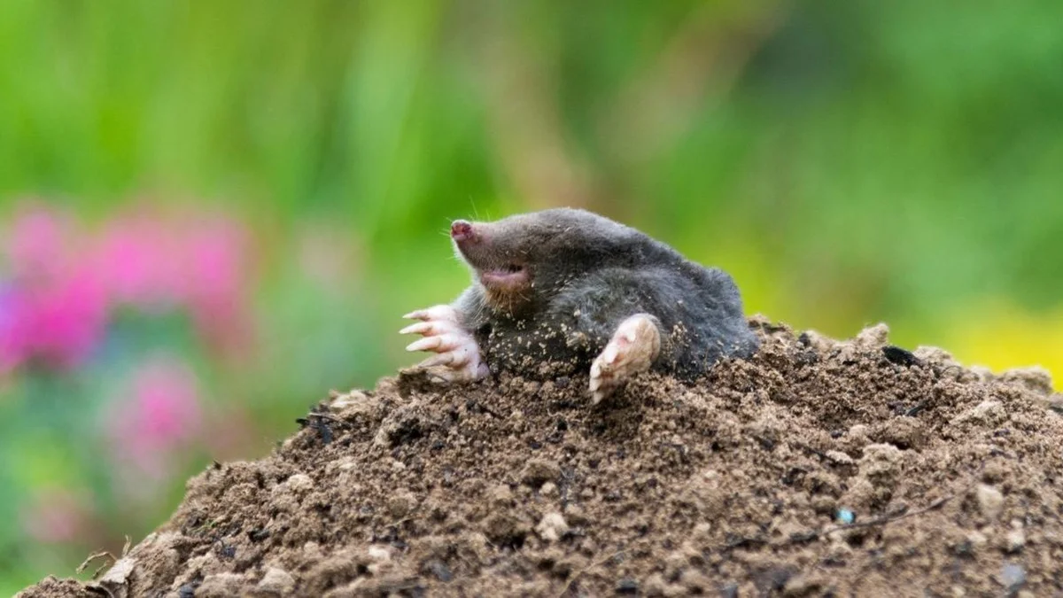 Contro le talpe, piantate l’euforbia: la pianta repellente naturale che le allontana e protegge il giardino