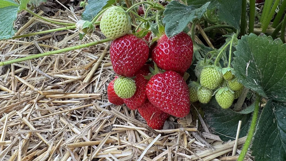 Il fruttivendolo svela il trucco per le fragole di giugno: fai così e restano fresche senza muffa
